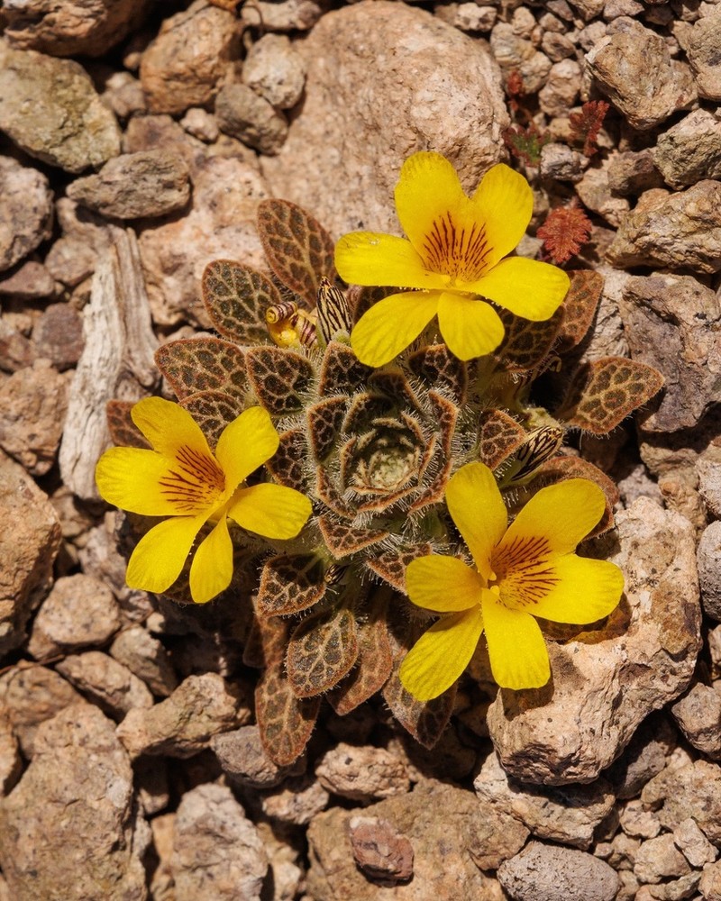 Viola ovalleana photo 2