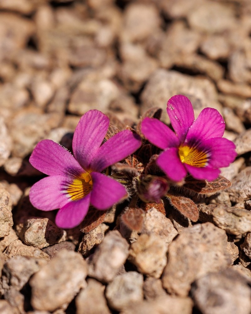 Viola ovalleana photo 3