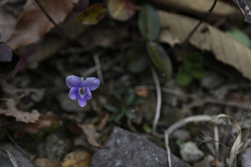 Viola ovato-oblonga photo 3