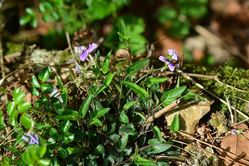 Viola ovato-oblonga photo 5
