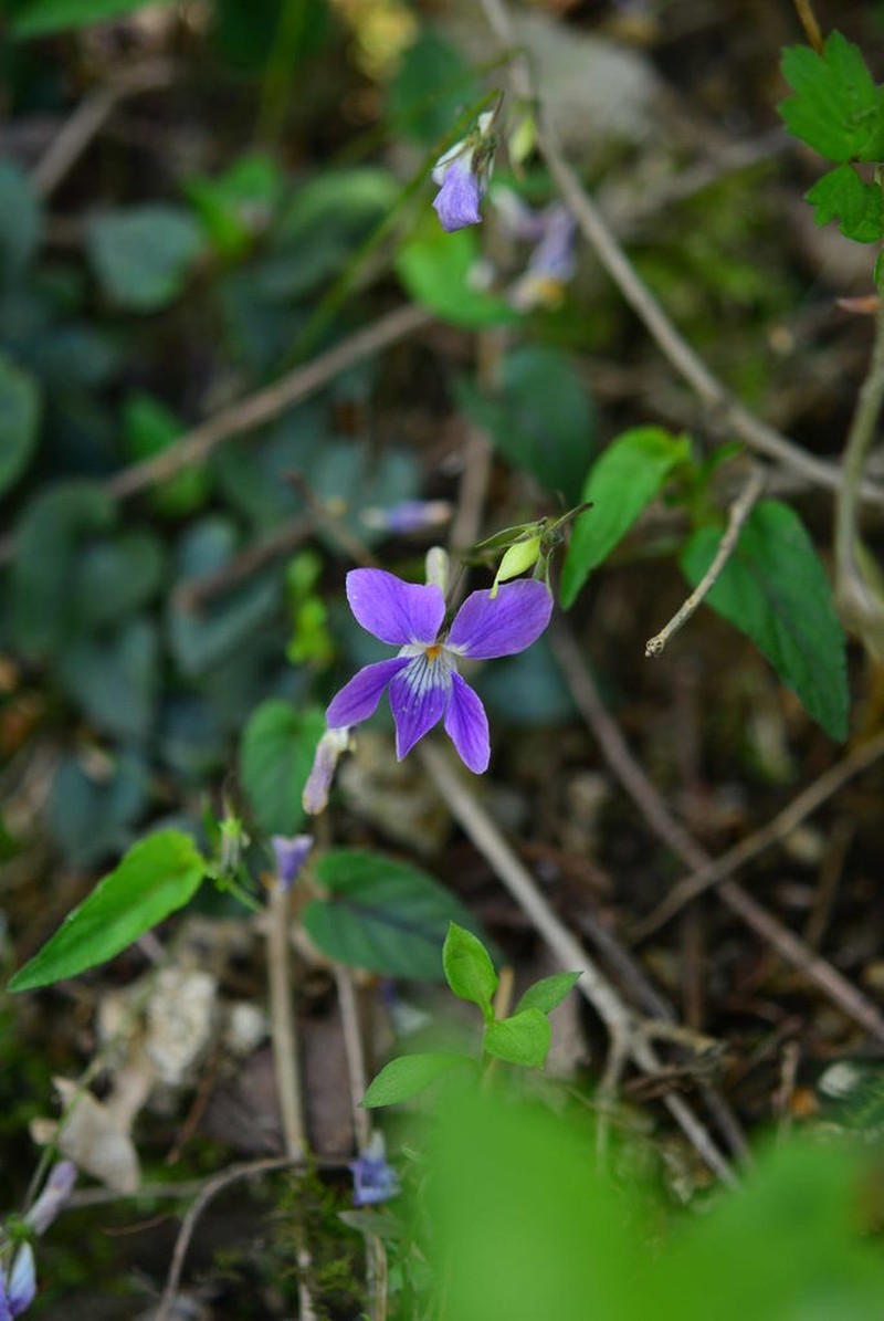 Viola ovato-oblonga photo 6