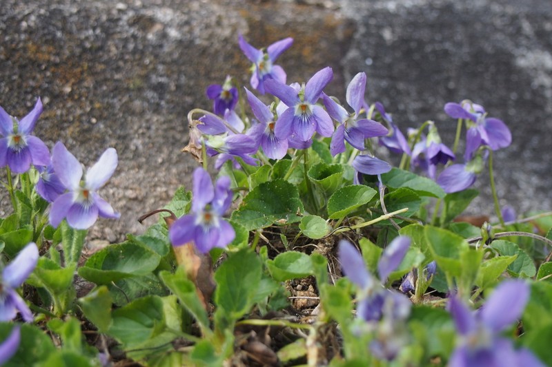 Viola ovato-oblonga photo 8