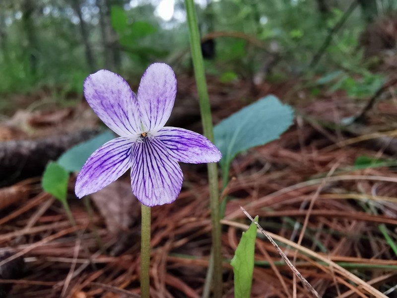 Viola oxyodontis