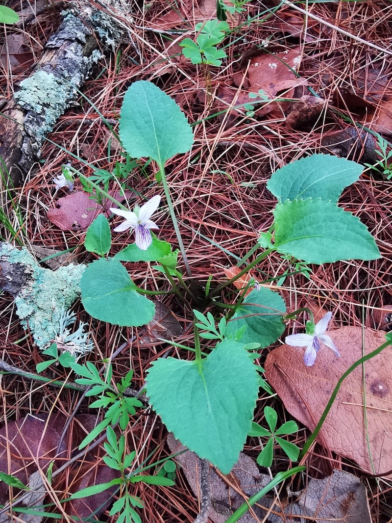 Viola oxyodontis photo 3