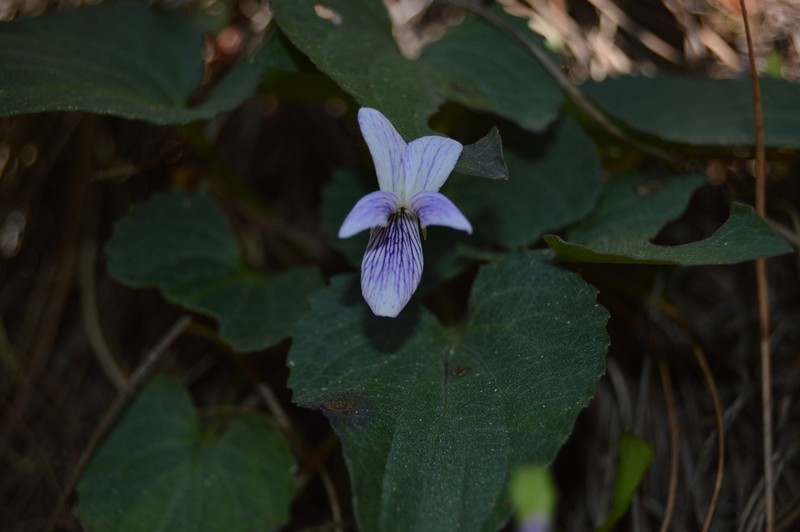 Viola oxyodontis photo 4