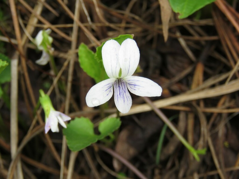 Viola oxyodontis photo 5