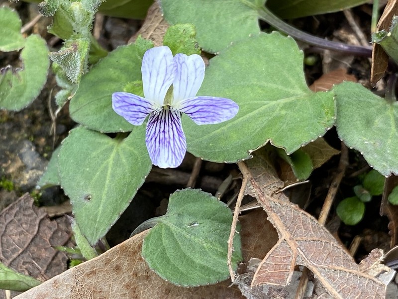 Viola oxyodontis photo 6