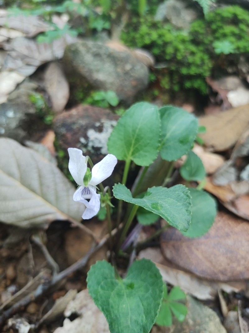 Viola oxyodontis photo 7