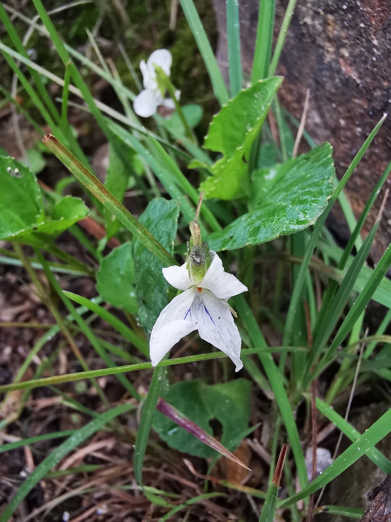 Viola oxyodontis photo 8