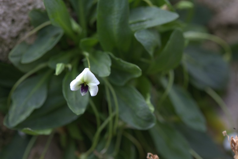 Viola pachyrrhiza