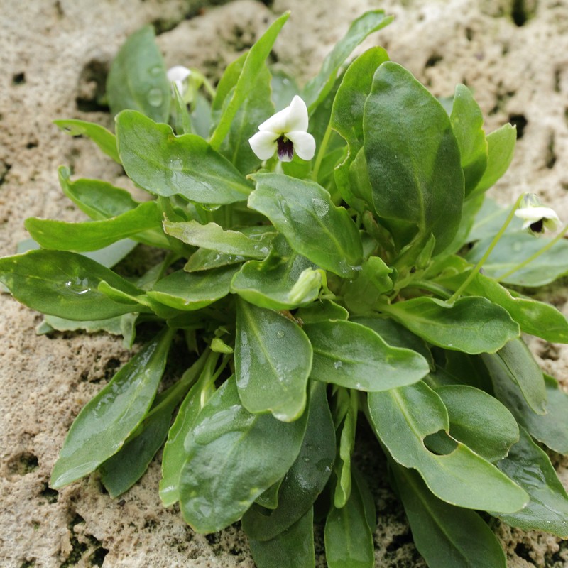 Viola pachyrrhiza photo 2