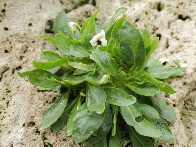 Viola pachyrrhiza photo 3