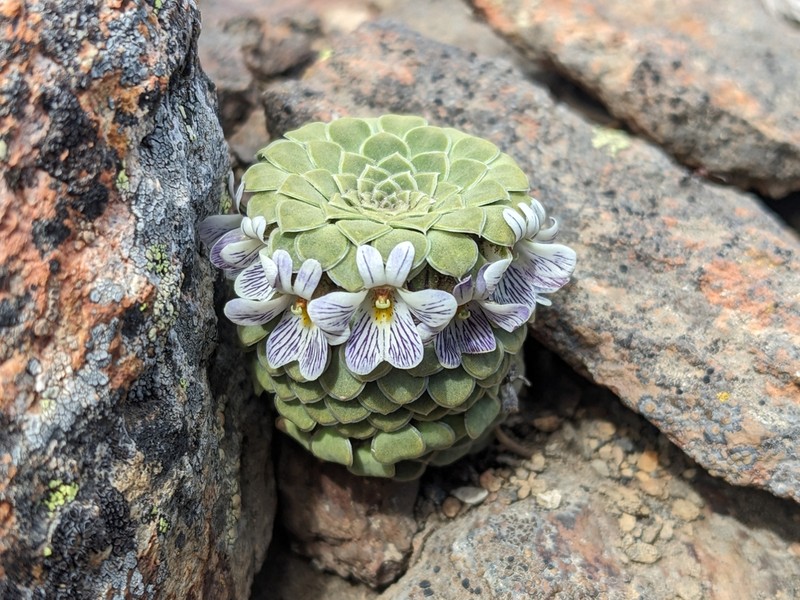 Viola pachysoma