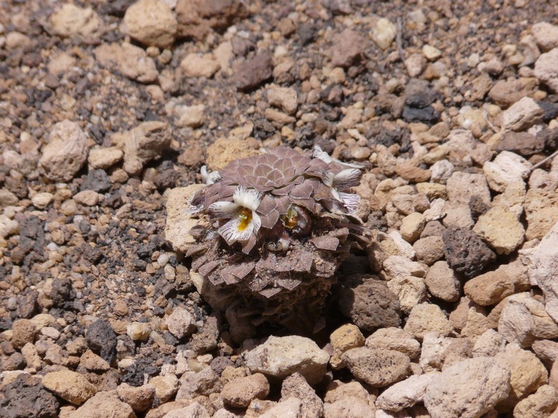 Viola pachysoma photo 2