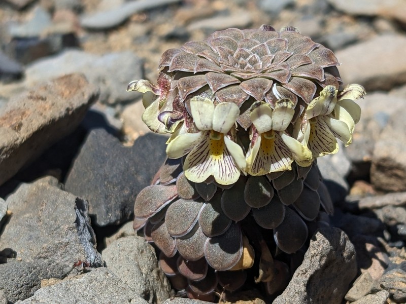 Viola pachysoma photo 4