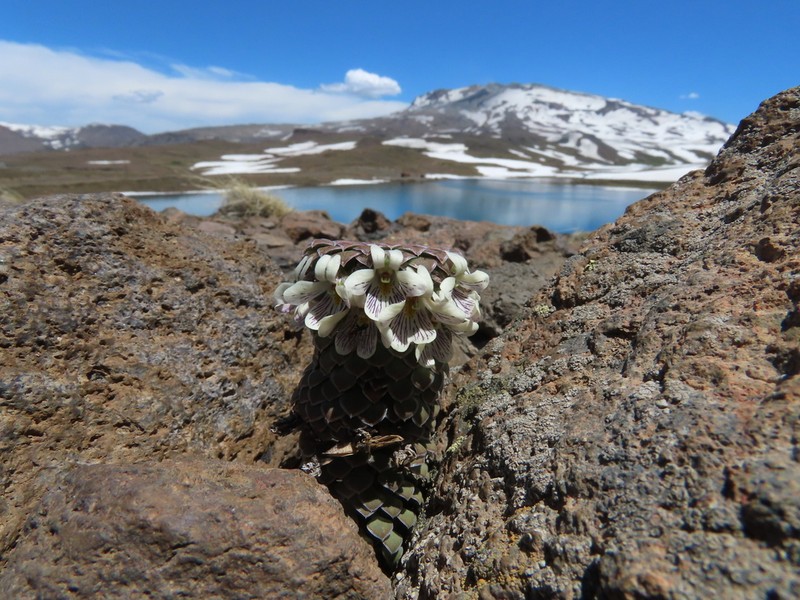 Viola pachysoma photo 5