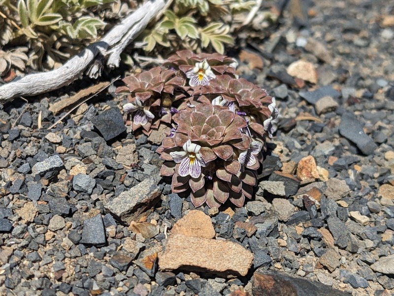 Viola pachysoma photo 6