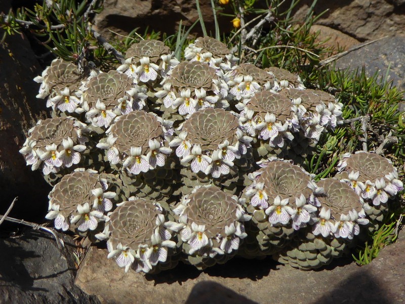 Viola pachysoma photo 7