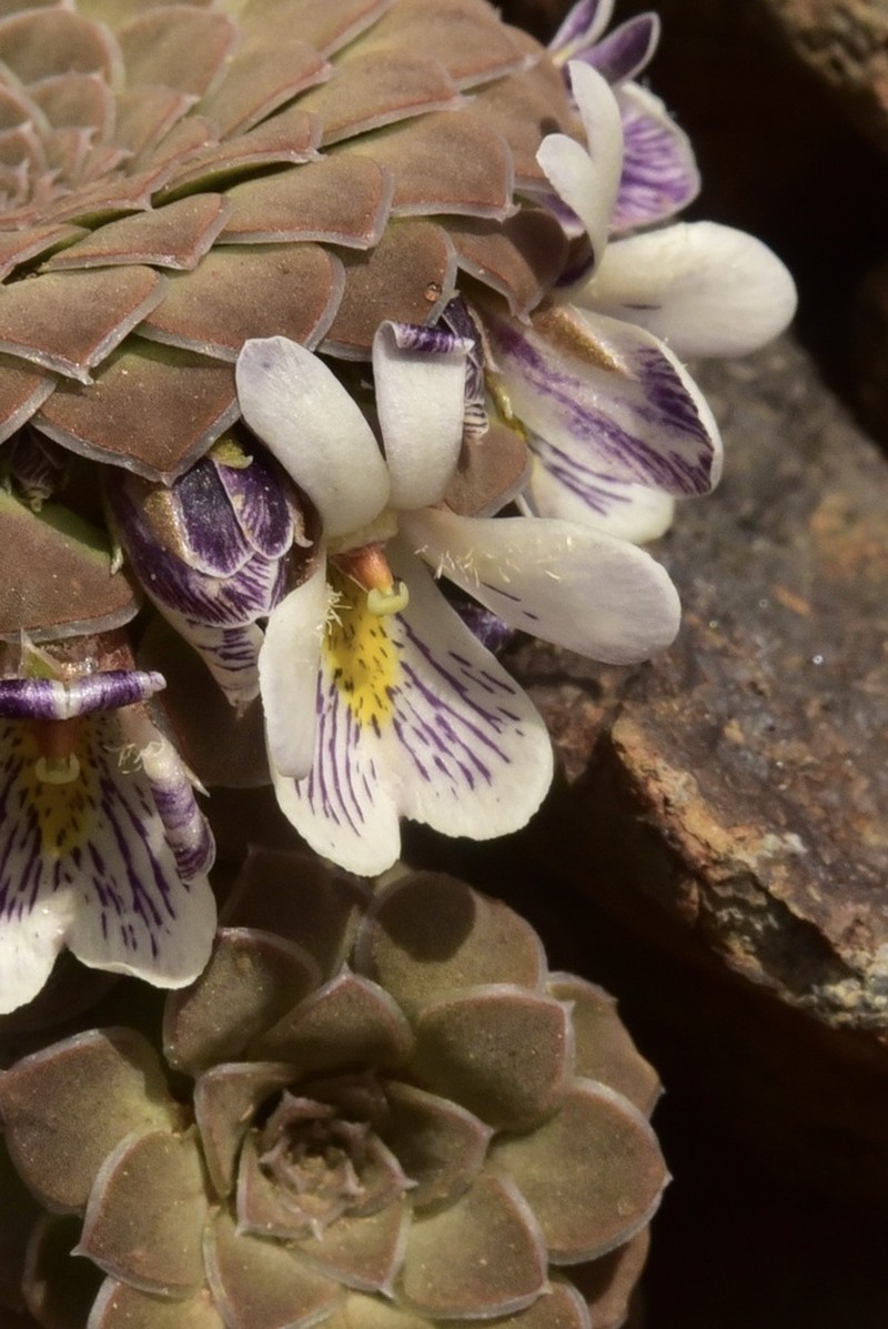 Viola pachysoma photo 8