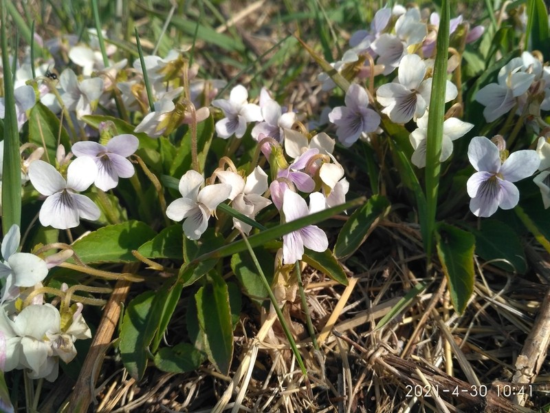 Viola pacifica photo 2