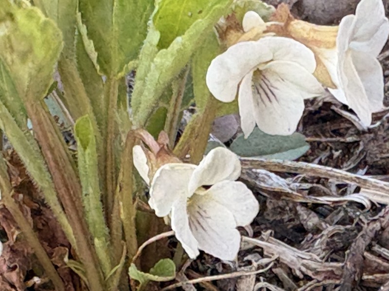Viola pacifica photo 4