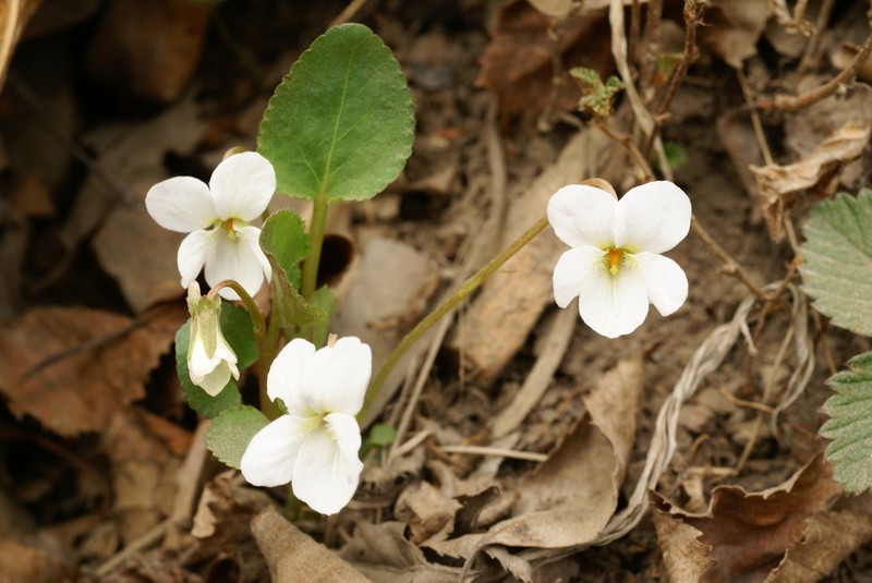 Viola pacifica photo 6