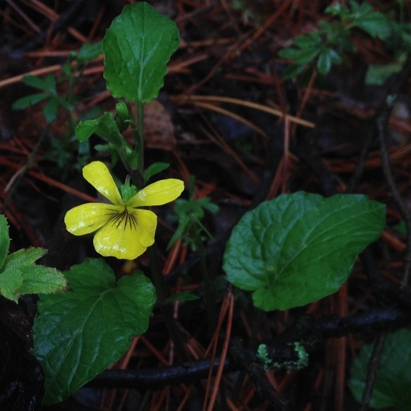 Viola painteri