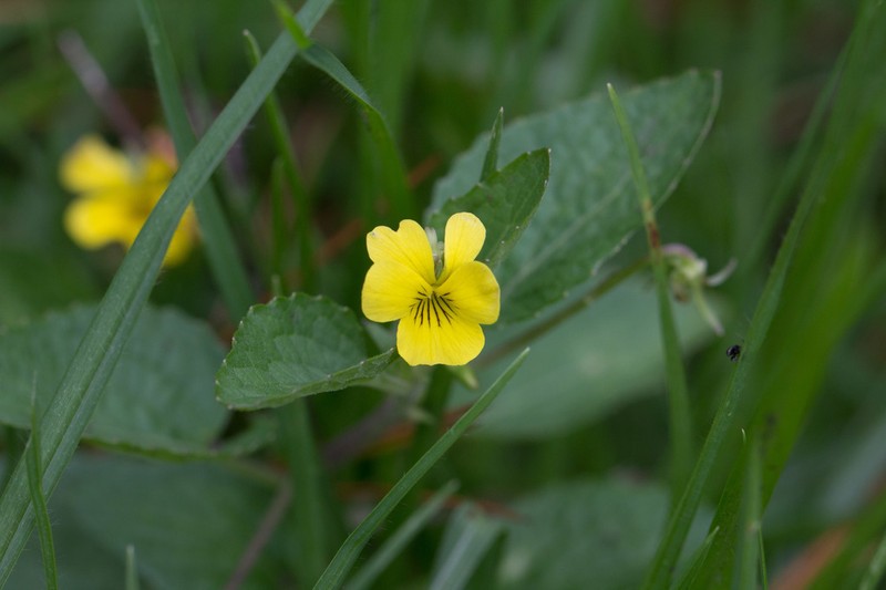 Viola painteri photo 2