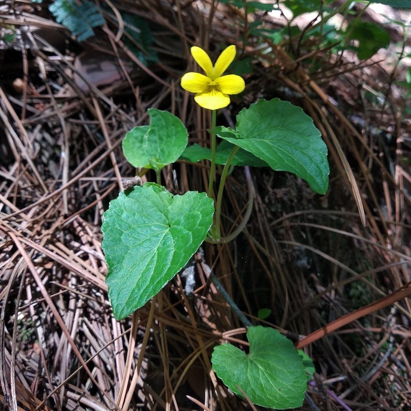 Viola painteri photo 3