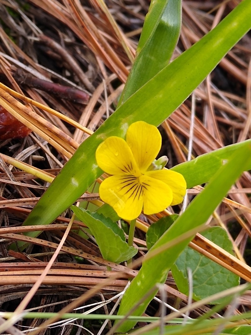 Viola painteri photo 4