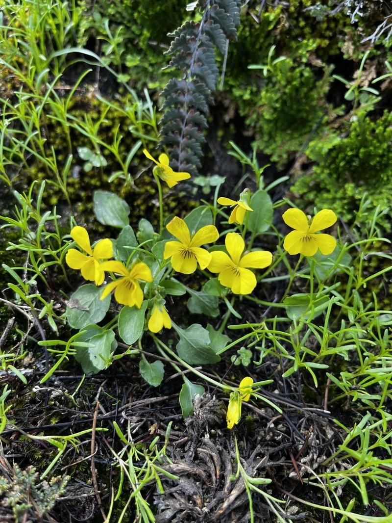 Viola painteri photo 5