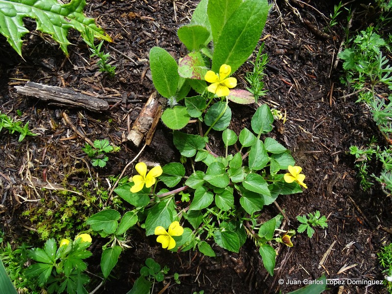 Viola painteri photo 6