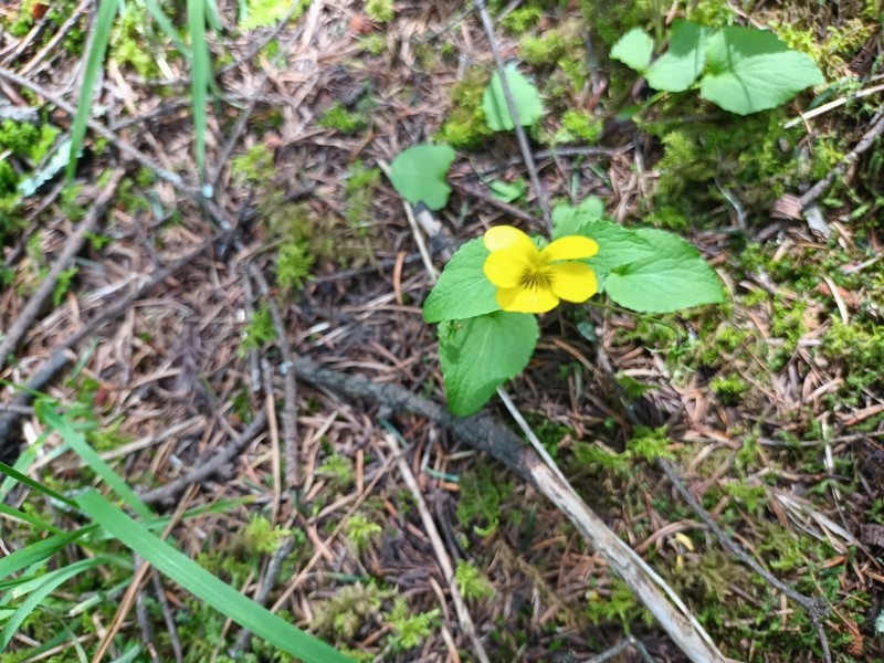 Viola painteri photo 7