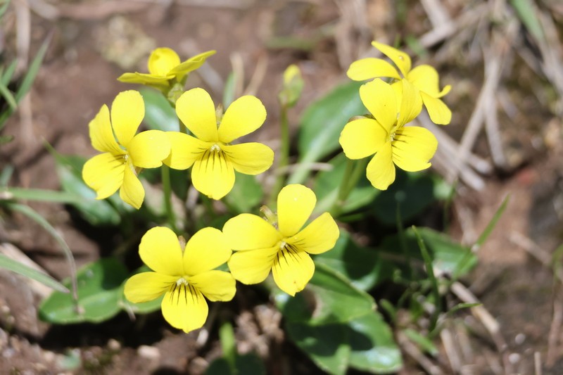 Viola painteri photo 8