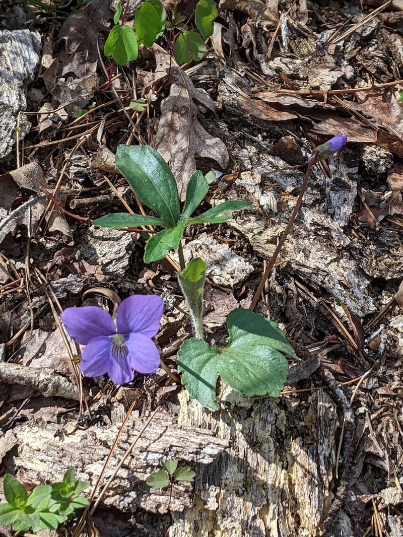 Three-Lobe Violet photo 9