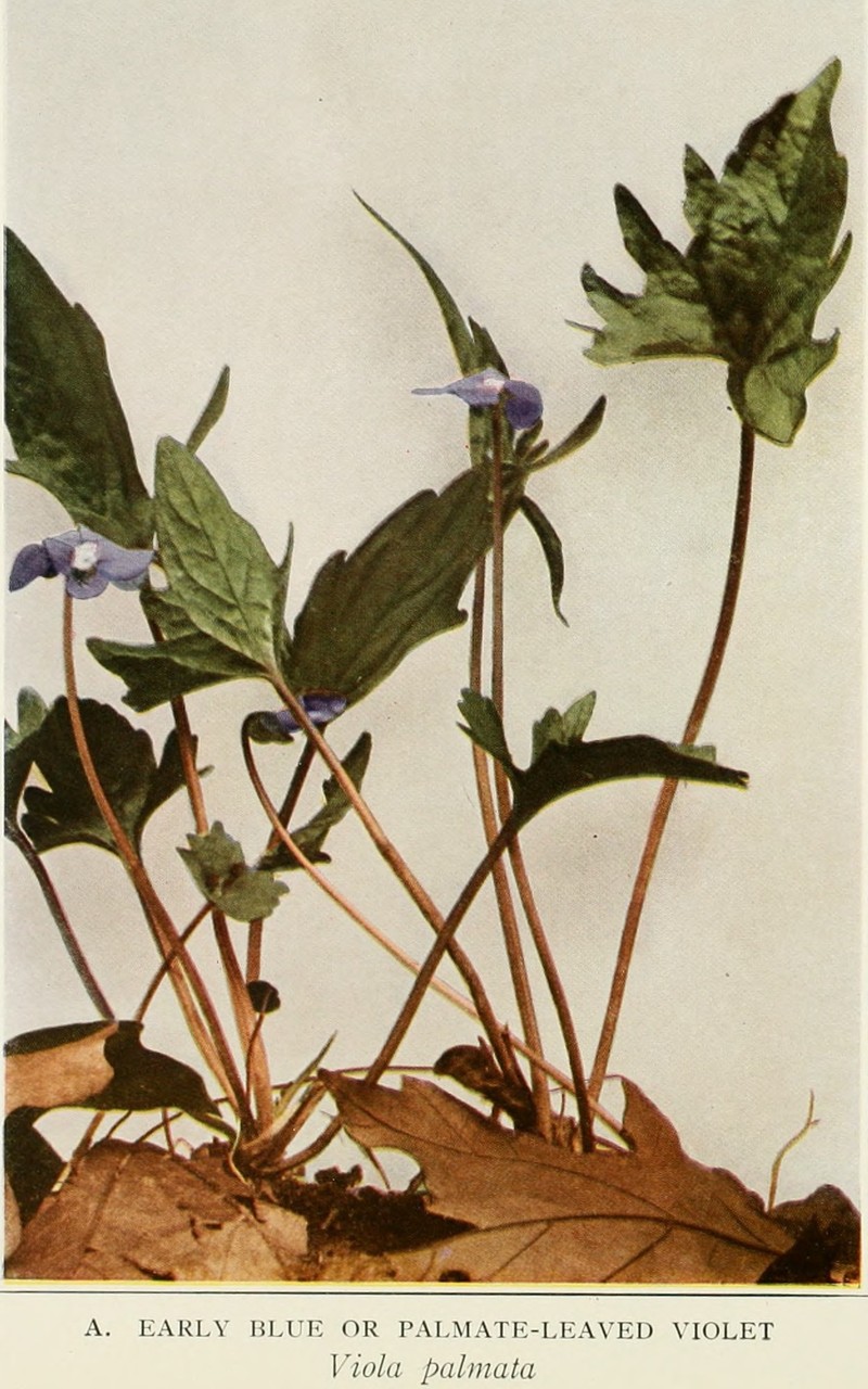 Three-Lobe Violet