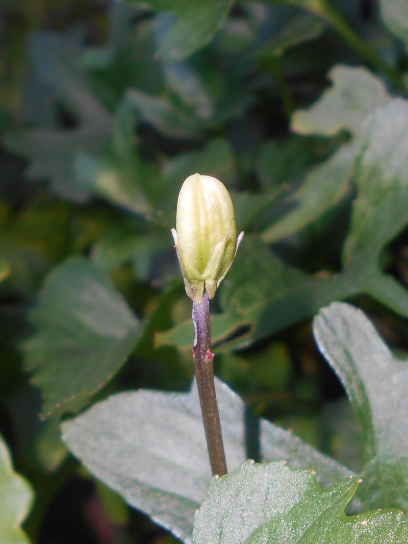 Early Blue Violet photo 5