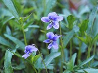 Early Blue Violet