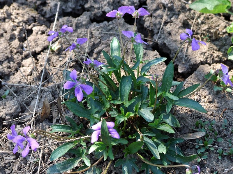 Early Blue Violet photo 7