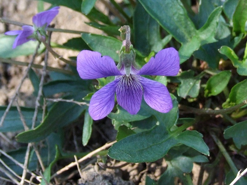 Early Blue Violet photo 2