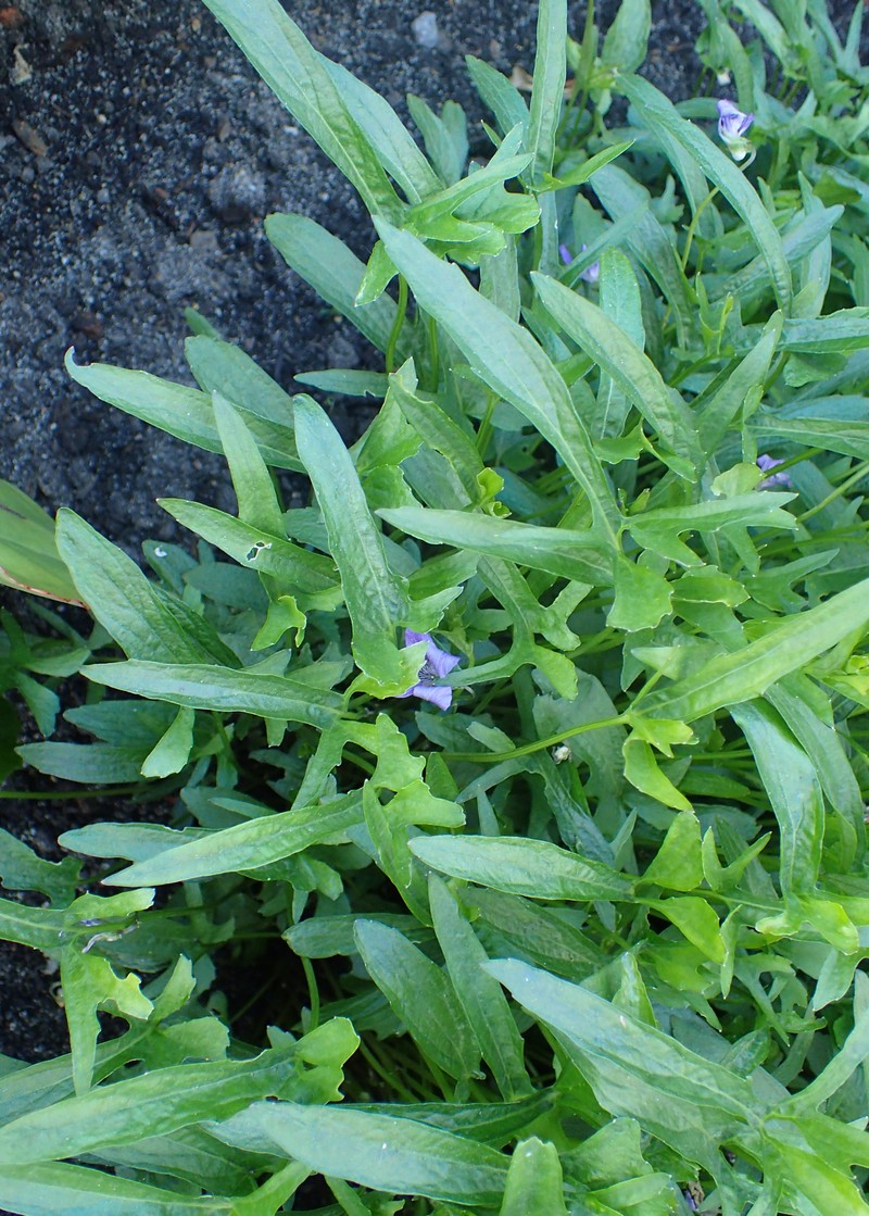 Early Blue Violet photo 3