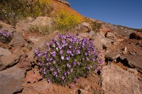 Viola palmensis