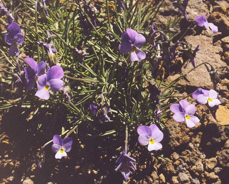 Viola palmensis photo 2