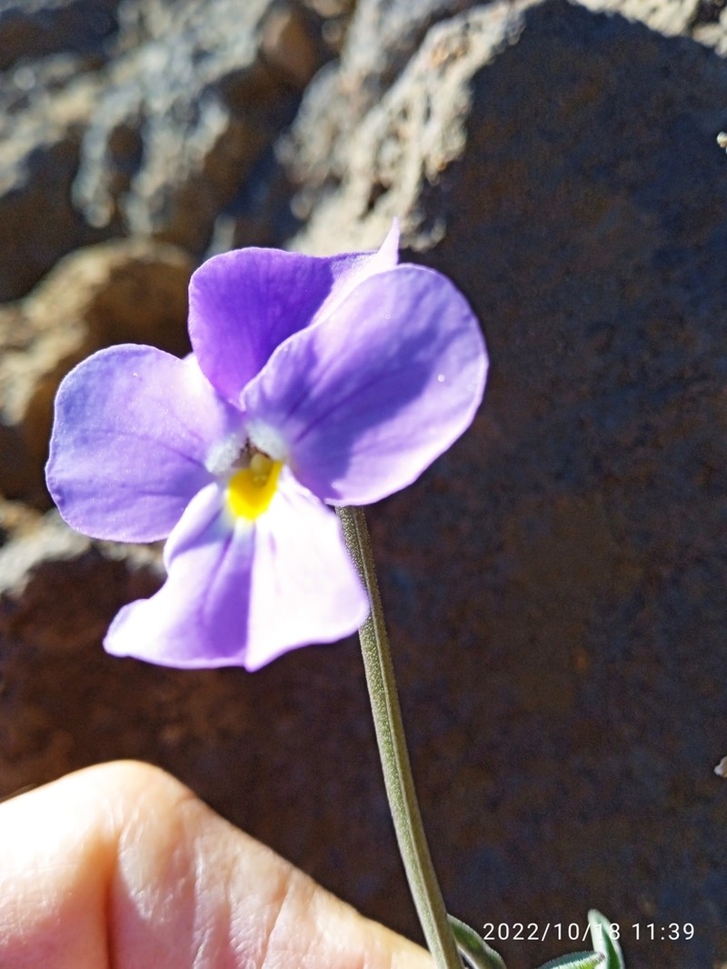 Viola palmensis photo 3