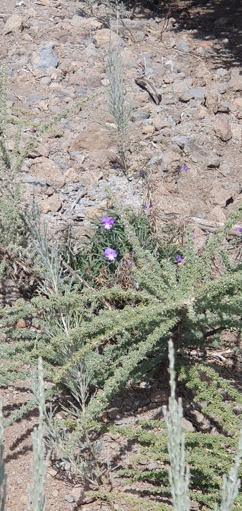 Viola palmensis photo 4