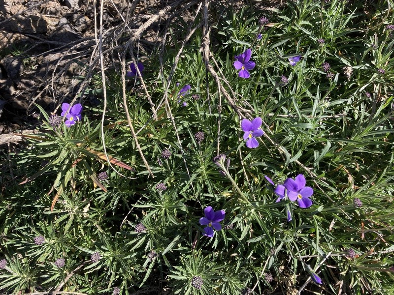 Viola palmensis photo 5