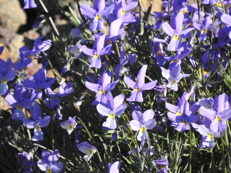 Viola palmensis photo 6