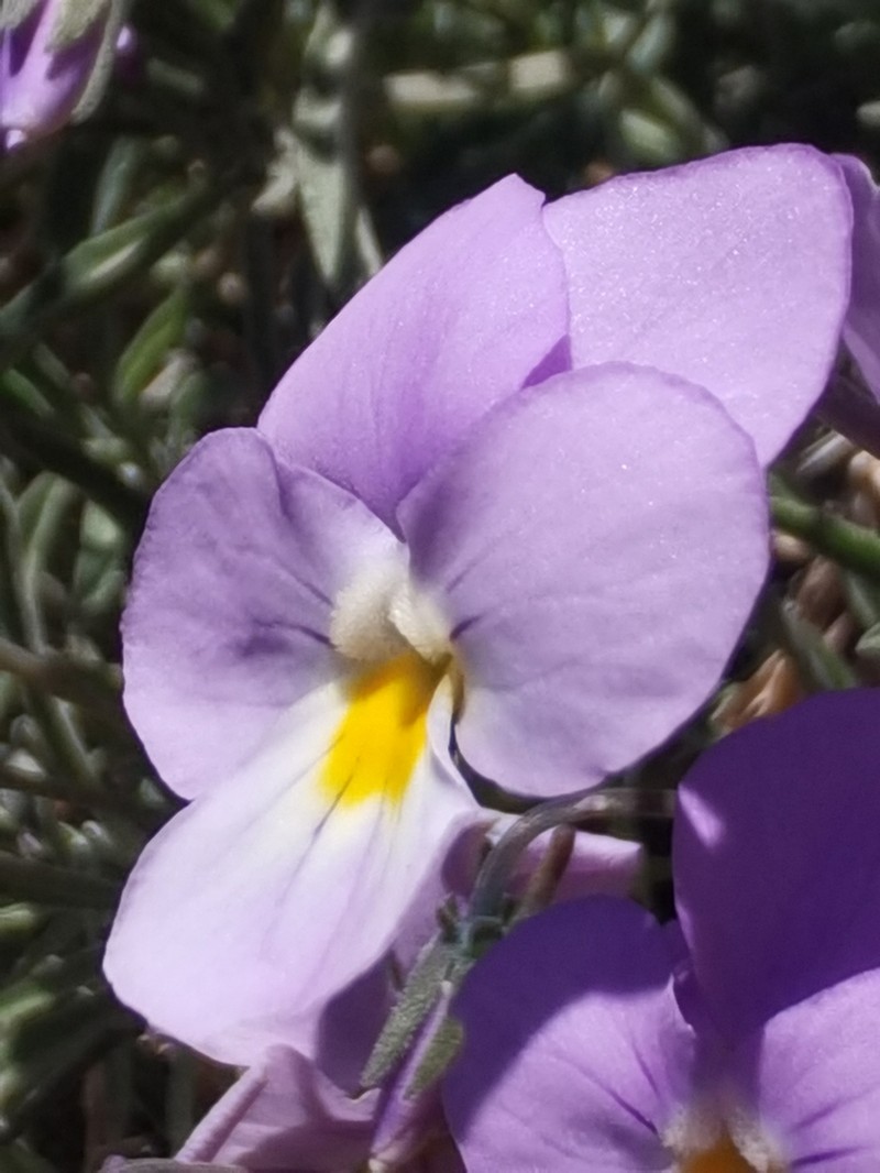 Viola palmensis photo 7