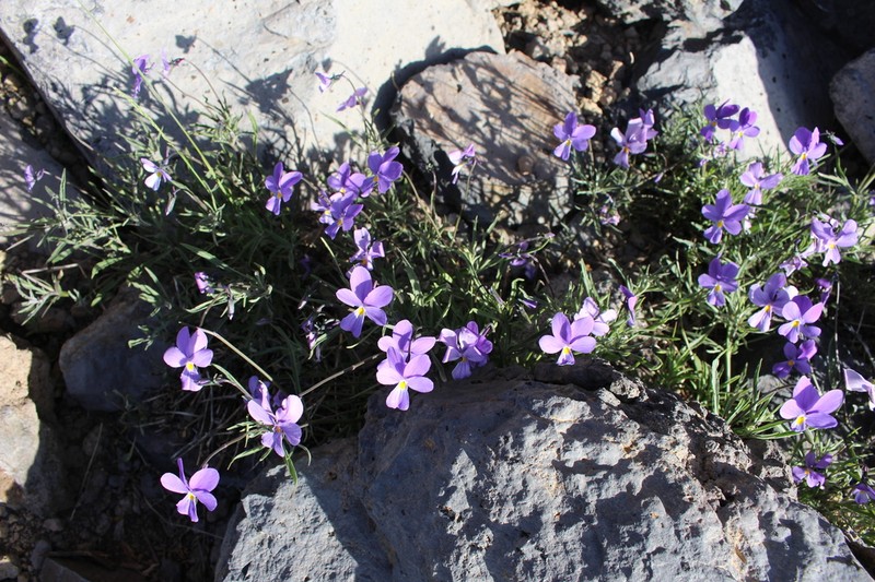 Viola palmensis photo 8