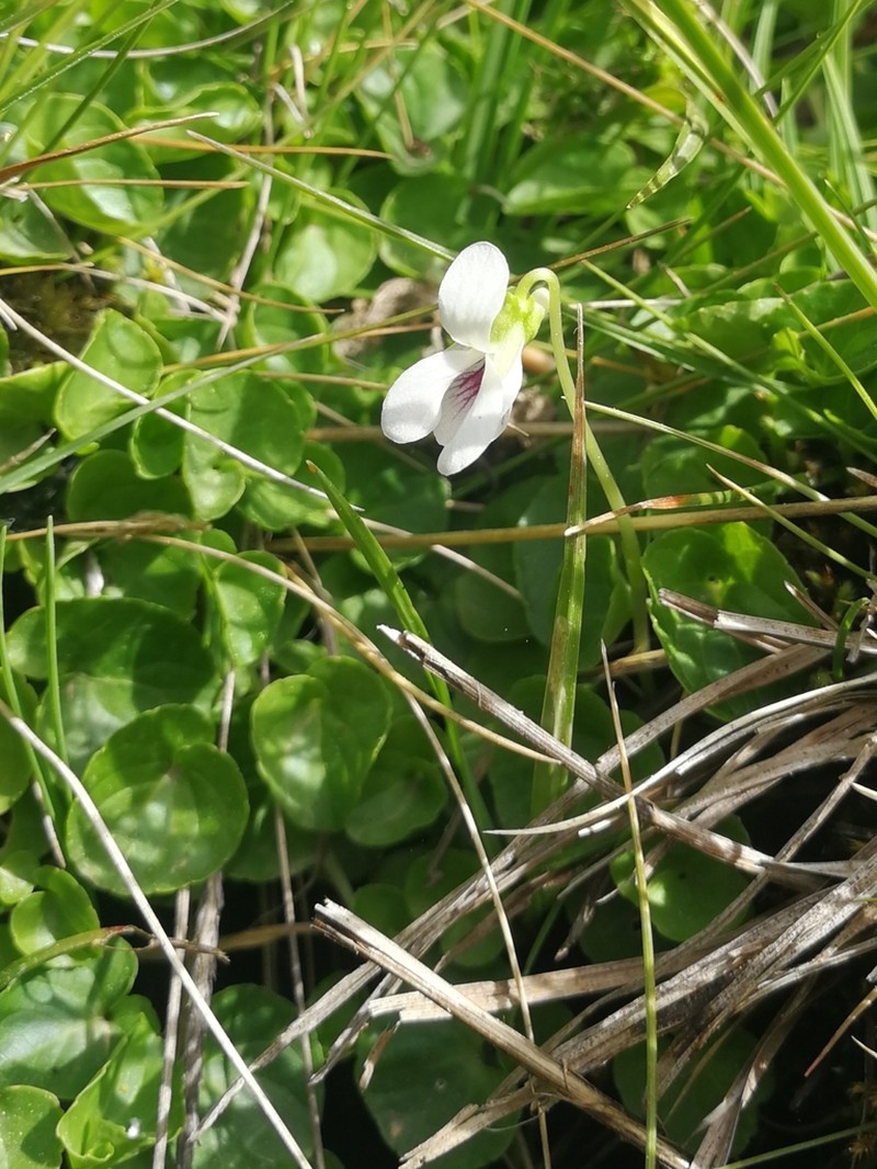 Marsh Violet photo 3